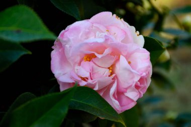 Bahçe bölgesinde canlı pembe Camilla çiçeği.