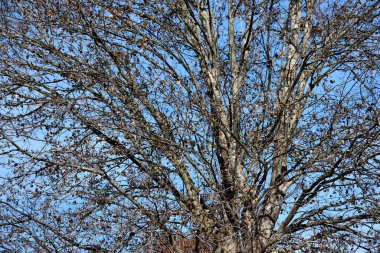 Kış mevsiminde verimsiz ağaç