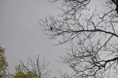 Ağaç dalı arka planında yalnız kuş