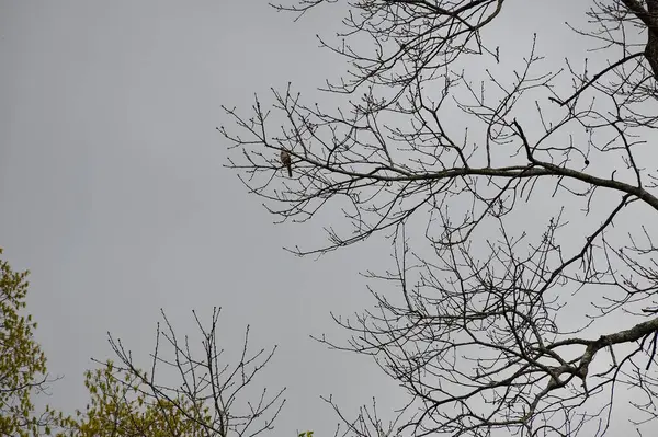 Ağaç dalı arka planında yalnız kuş