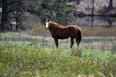 Çiftlikteki kahverengi at Georgia, ABD kırsalında bana bakıyor..