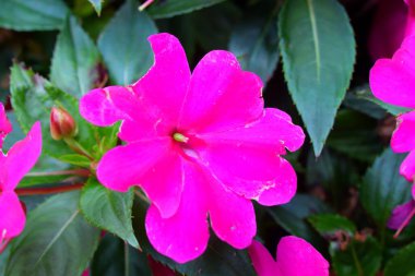 Güzel ve canlı bir Petunya çiçeğinin makro resimleri.