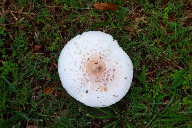 Çimlerin arka planında yaygın beyaz mantar