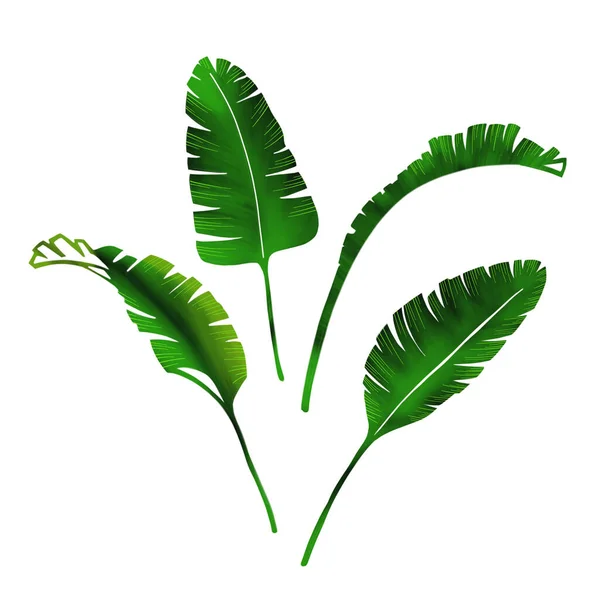 Palmové Listy Nastaveny Ručně Kreslený Digitální Vzor Tropické Listy Izolováno — Stock fotografie