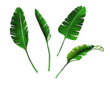 Palmiye yaprakları hazır. El çizimi dijital model. Tropik yapraklar. Beyaz arka planda izole edilmiş. Tasarım elemanları olarak egzotik yapraklar.