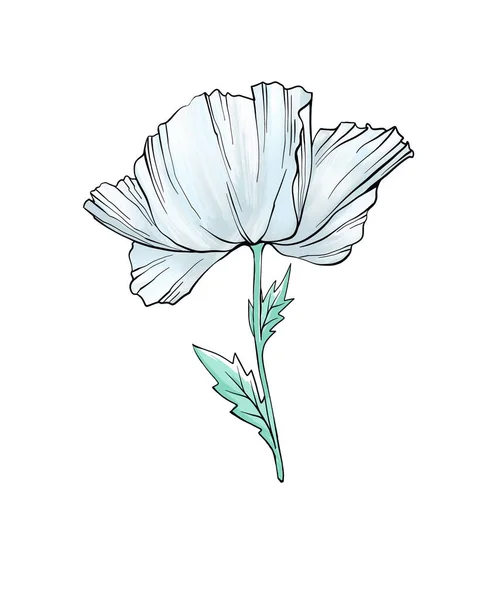 Barevná Maková Květinka Izolovaný Květ Jako Designový Prvek Ručně Kreslený — Stock fotografie