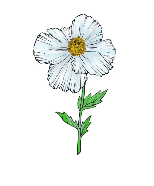 五颜六色的罂粟花孤立的花朵作为一种设计元素 手绘草图风格 线条艺术 水墨画 白色的自然图解 — 图库照片