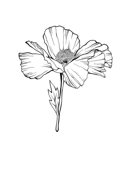 White Poppy Flower Isolated Flower Design Element Hand Drawn Sketch — Stock Vector
