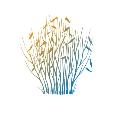 Yapraksız kış çalısı. Elle çizilmiş renkli çizim. Çizgi çalışması. Beyaz arka planda siyah ve beyaz tasarım elementleri. İzole edilmiş. Dövme resmi.