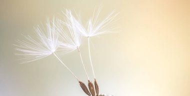 dandelion seed on a white background, macro