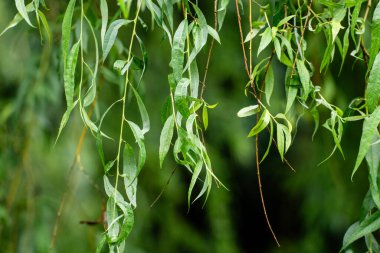 parlak yeşil bitkiler doğal arkaplan