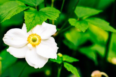Japon deniz şakayığı Botanik adı: 