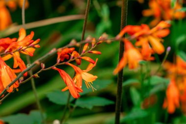 Crocosmia, montbretia. Crocosmias çok çiçekli uzun ömürlüdür.