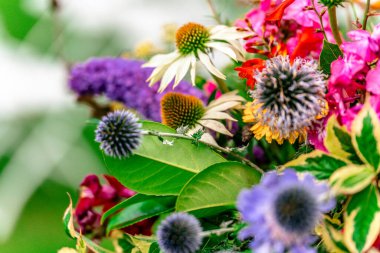 montbretia echinacea sea holly