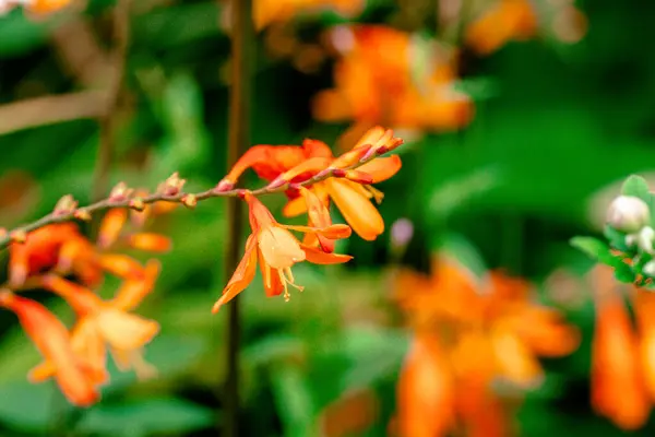 Crocosmia, montbretia. Crocosmias çok çiçekli uzun ömürlüdür.