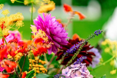 Montbretia Dahlia Ortancaları, çeşitli renklerde, çok çiçekli, uzun ömürlülerdir.