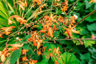 Crocosmia, montbretia. Crocosmias çok çiçekli uzun ömürlüdür.