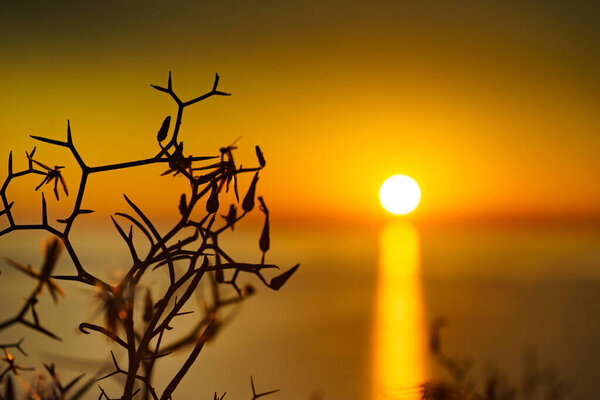 Dry beach plant against orange sunrise over sea. Nature, coastal landscape