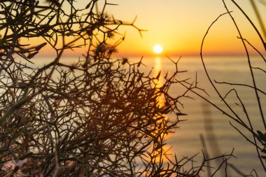 Dry beach plant against orange sunrise over sea. Nature landscape.