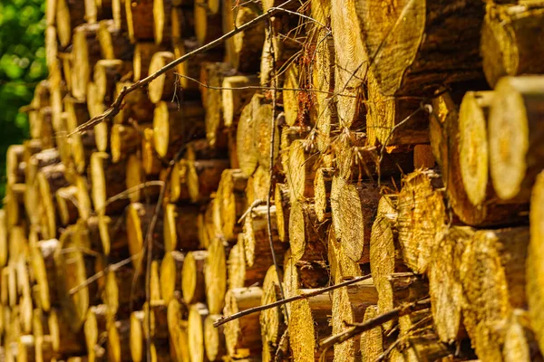 Лесозаготовки Лесу Свежевырубленные Деревянные Бревна Хранение Древесины Промышленности — стоковое фото