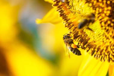 Bal arısı, bir sürü arı sarı çiçekten polen topluyor, sarı ayçiçeği açıyor..