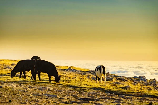 Коровы Пастбищах Высоких Горах Над Облаками Серра Эстрела — стоковое фото