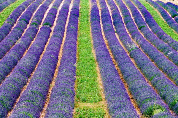 Лавандовые Цветы Цветущие Ряд Летний Пейзаж Прованс Франции Европе — стоковое фото