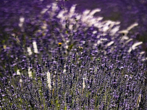 Levandulová Pole Kvetou Provence Francie Období Kvetení — Stock fotografie