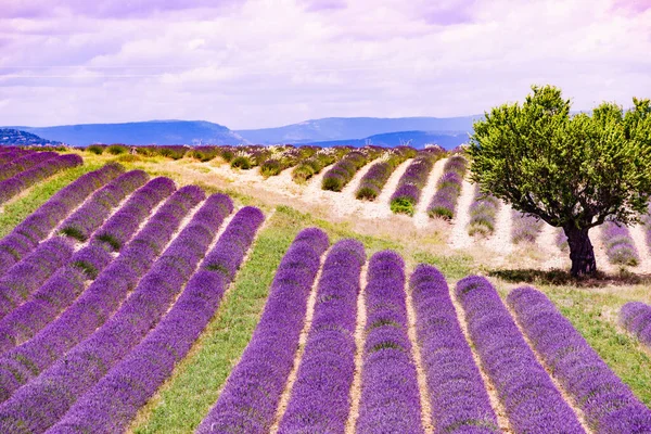 Landscape Blooming Lavender Fields Mountains Distance Flowering Season Attraction Trip — Stock Fotó