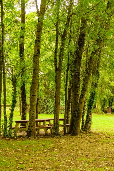 Table Pique Nique Bancs Dans Parc Forestier Verdoyant — Photo