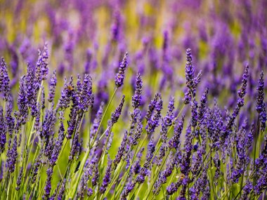 Provence, Fransa 'da lavanta tarlaları çiçek açtı. Çiçek mevsimi.