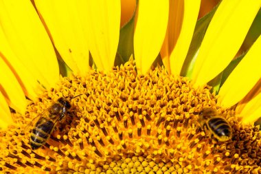 Bal arısı sarı çiçekten polen topluyor, sarı ayçiçeği açıyor..