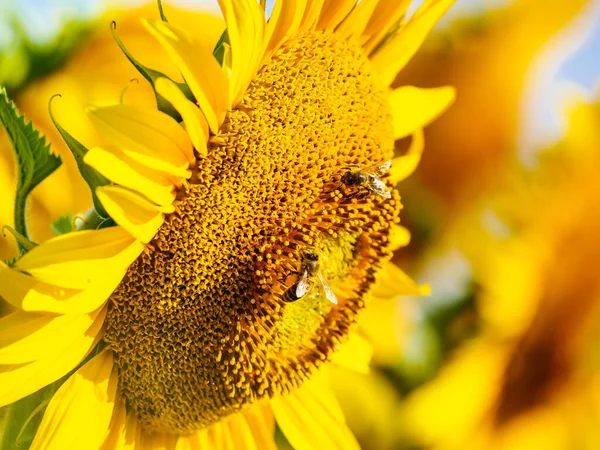 Honey Bee Lot Bees Collecting Pollen Yellow Flower Blooming Yellow — Fotografia de Stock