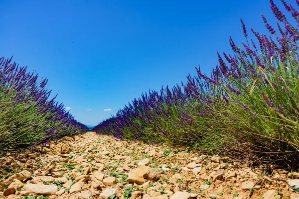 라벤더 프랑스의 프로방스 꽃피는 — 스톡 사진