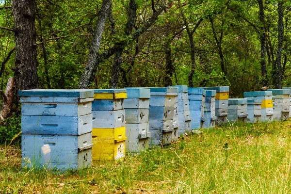 Viele Bienenstöcke Grünen Wald Honigbienenstöcke Freier Natur Provence Frankreich Imkerei — Stockfoto
