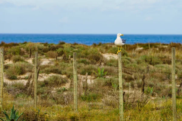 Seagull Seaside Bird Sitting Fance Sea Dune — Stock Photo, Image
