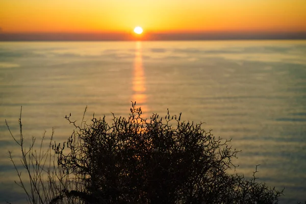 Сухое Пляжное Растение Против Оранжевого Восхода Солнца Над Морем Природа — стоковое фото