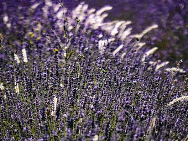 法国普罗旺斯的薰衣草地盛开 — 图库照片