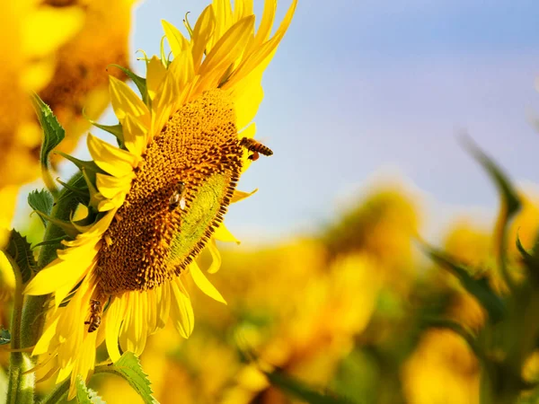 Honey Bee Collecting Pollen Yellow Flower Blooming Yellow Sunflower — Fotografia de Stock