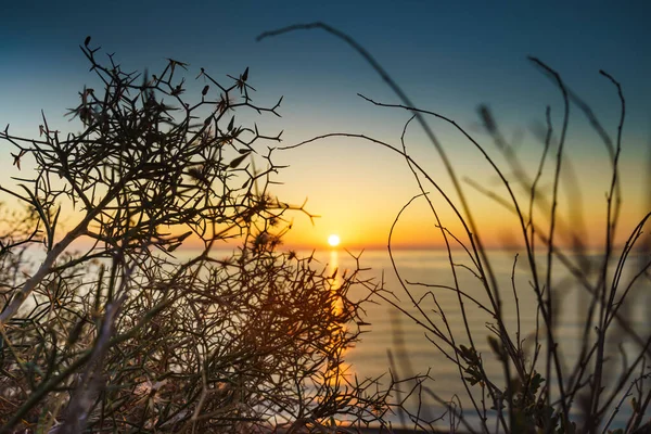 Сухое Пляжное Растение Против Оранжевого Восхода Солнца Над Морем Природа — стоковое фото