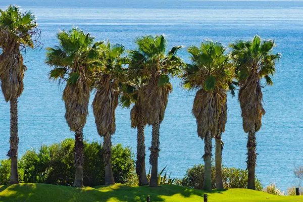 Palm Trees Sea Coast Mediterranean Nature — Stock Photo, Image