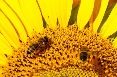 Bal arısı sarı çiçekten polen topluyor, sarı ayçiçeği açıyor..