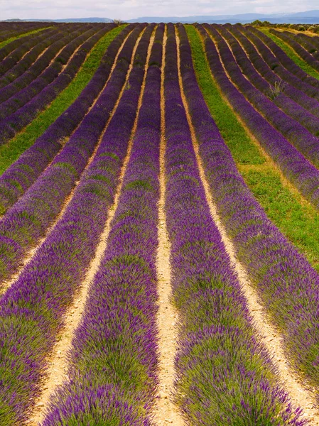 Flores Lavanda Florescendo Campos Fileiras Paisagem Verão Provence Francia Europa — Fotografia de Stock