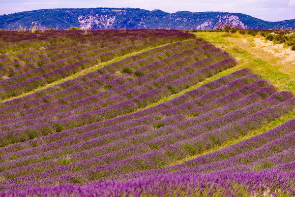 Lanskap Dengan Lavender Mekar Bidang Dan Pegunungan Kejauhan Musim Berbunga — Stok Foto