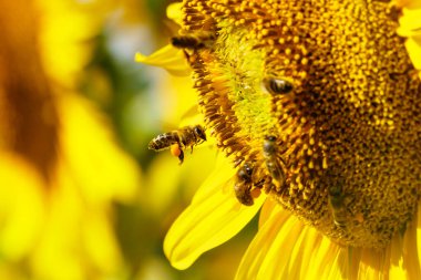 Bal arısı, bir sürü arı sarı çiçekten polen topluyor, sarı ayçiçeği açıyor..