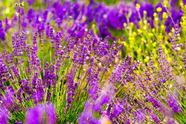 Provence, Fransa 'da lavanta tarlaları çiçek açtı. Çiçek mevsimi. Fransız tatili için cazibe gezisi.