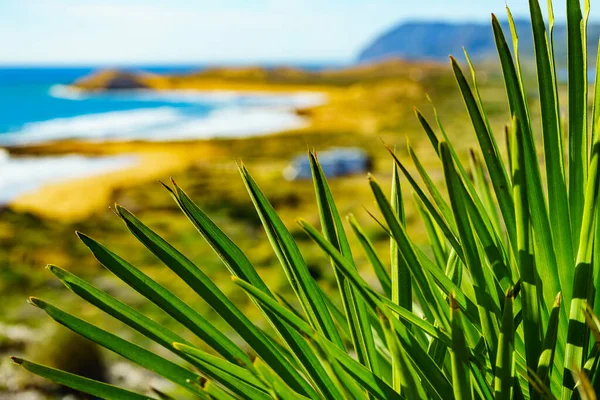 Mediterranean Plant Coast Landscape Beach Sea Shore Distance Murcia Region — Stock Photo, Image