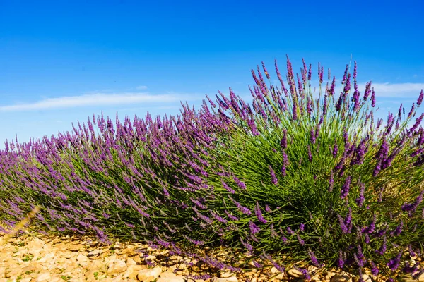 라벤더 프랑스의 프로방스 꽃피는 — 스톡 사진