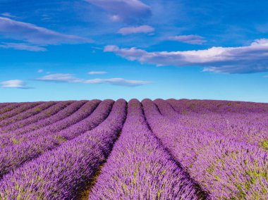 Güneşli bir günde lavanta tarlaları, Provence, Valensole Platosu. Mor renkli tarlalar çiçek açıyor. Seyahat bölgesi.