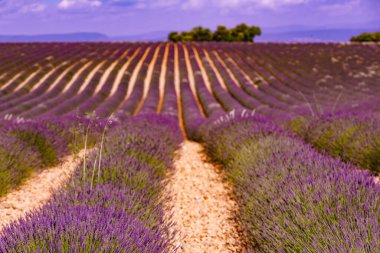 Lavanta çiçekleri tarlalarda çiçek açıyor. Yaz manzarası. Fransa ve Avrupa 'da Provence.